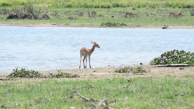 Kob Pair By The Water