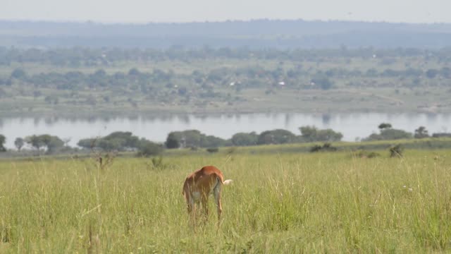 Kob Antelope In Grassland