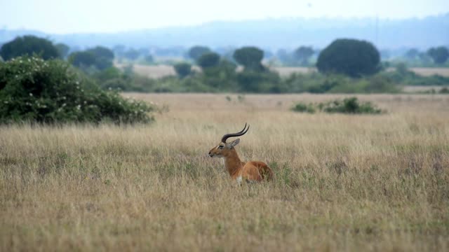 Kob Pair By The Water