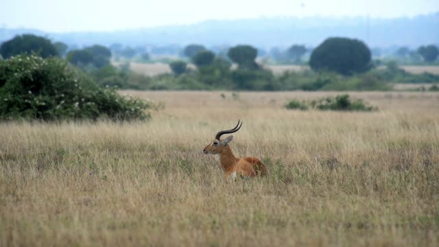 Kob Antelope In Grassland