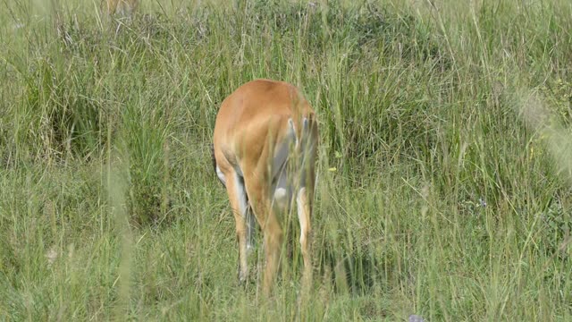 Kob Pair By The Water
