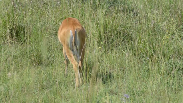Kob Antelope In Grassland