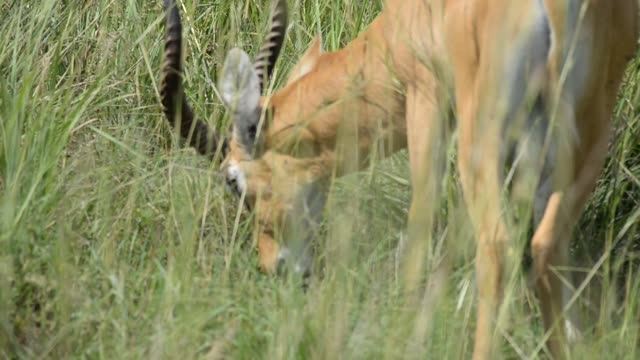 Kob Antelope In Grassland