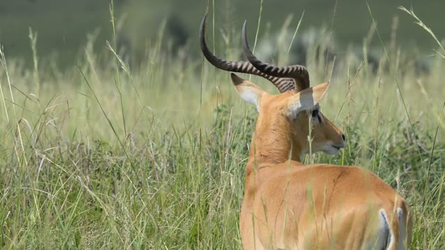 Kob Antelope In Grassland