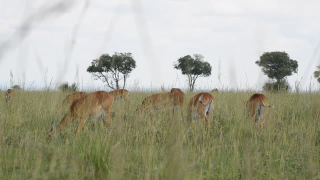 Kob Antelope In Grassland