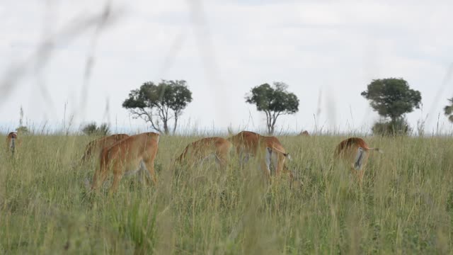Kob Pair By The Water
