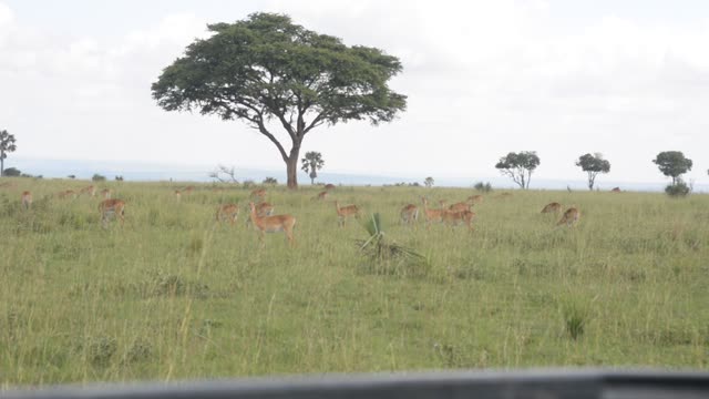 Kob Antelope In Grassland