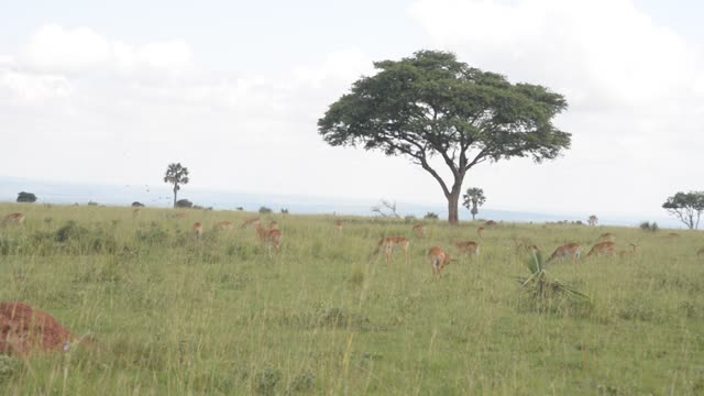 Kob Pair By The Water