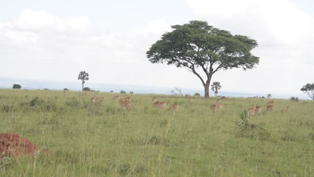 Kob Antelope In Grassland