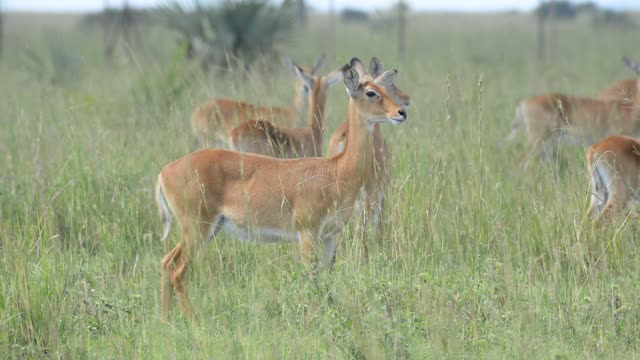 Kob Pair By The Water