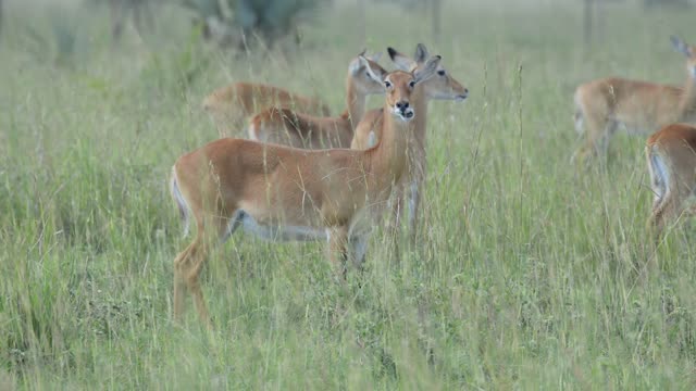 Kob Antelope In Grassland