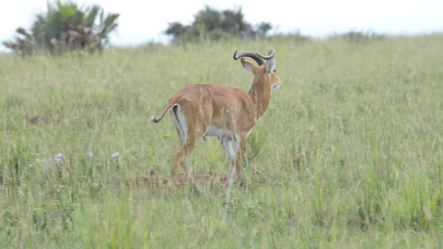 Kob Pair By The Water