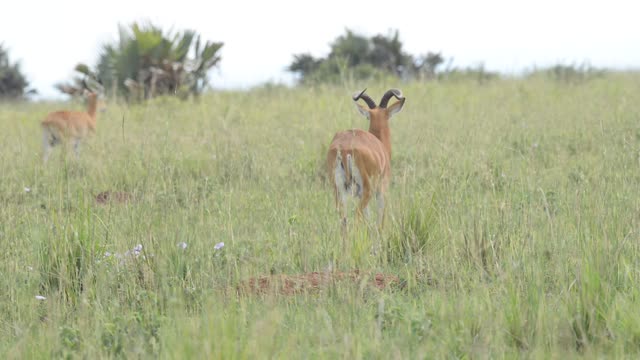 Kob Antelope In Grassland