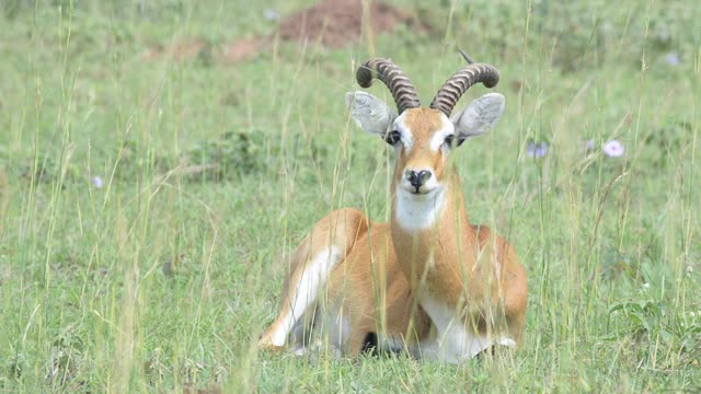 Kob Pair By The Water