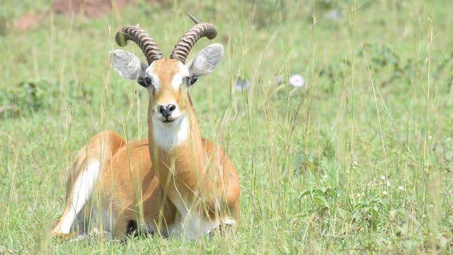 Kob Antelope In Grassland