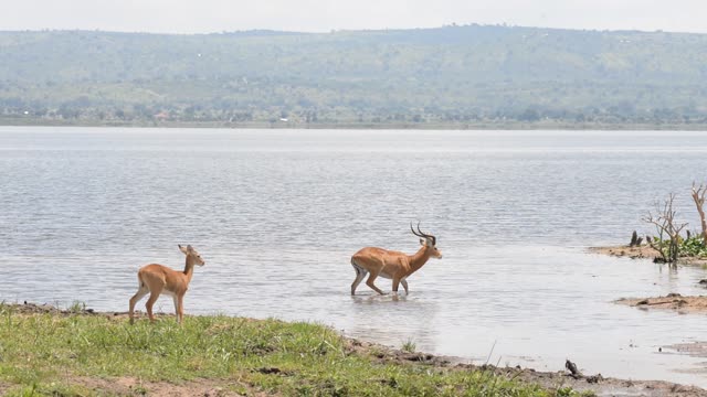 Kob Antelope In Grassland