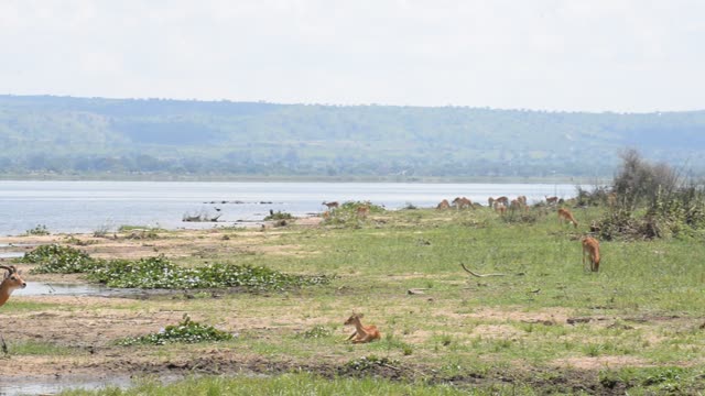 Kob Pair By The Water