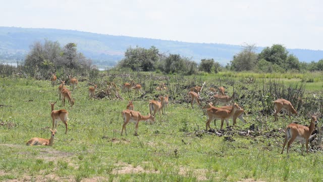 Kob Antelope In Grassland