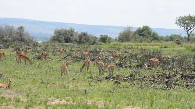 Kob Antelope In Grassland