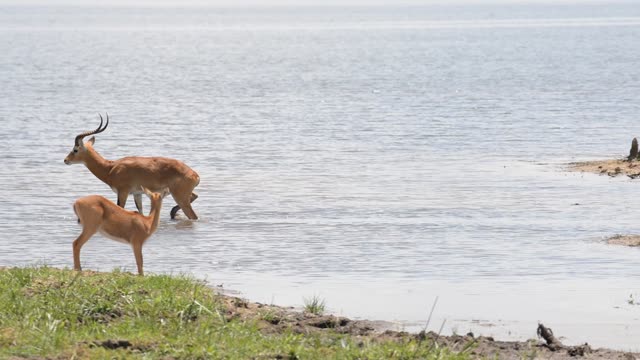 Kob Pair By The Water