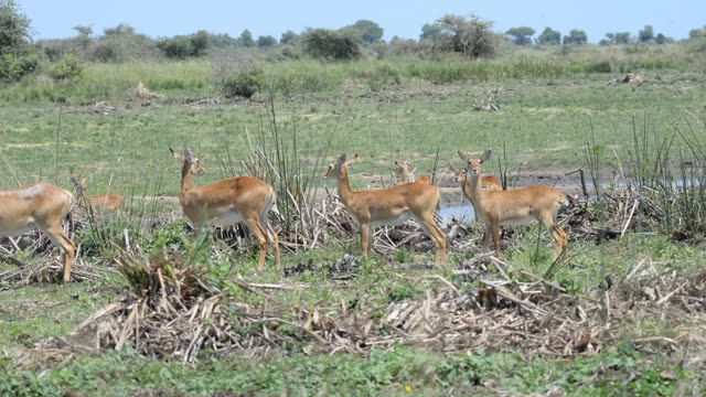 Kob Pair By The Water