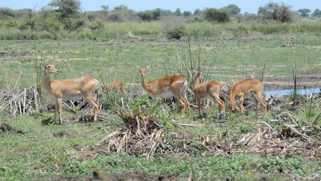 Kob Antelope In Grassland