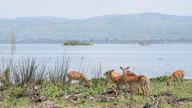 Kob Pair By The Water