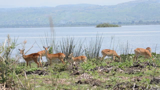 Kob Antelope In Grassland