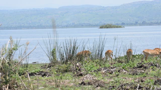 Kob Pair By The Water