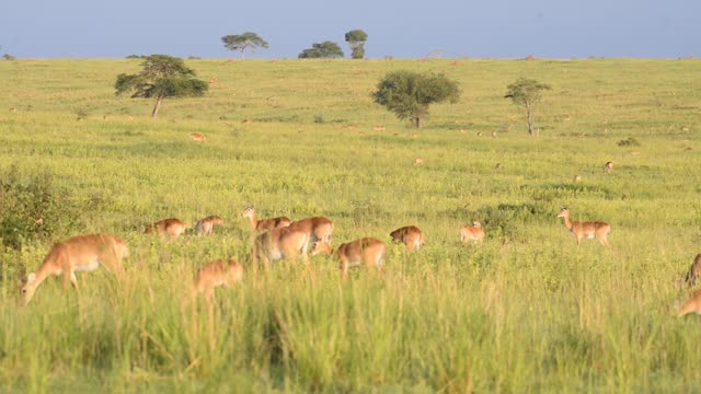 Kob Antelope In Grassland