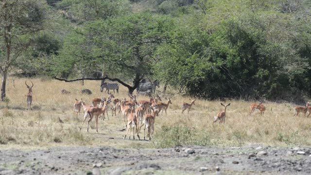 Kob Antelope In Grassland