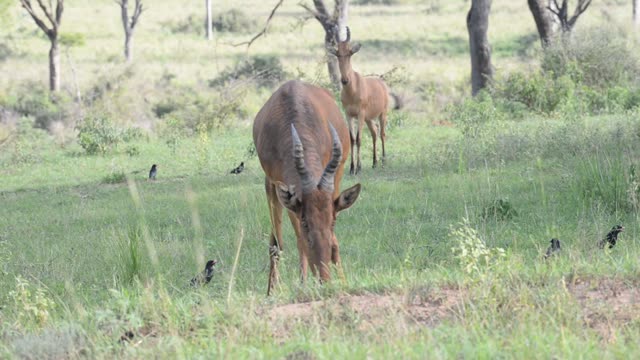 Lelwel Hartebeest Walking Savanna