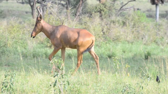 Hartebeest Pair In Grassland