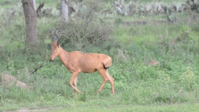 Lelwel Hartebeest Walking Savanna