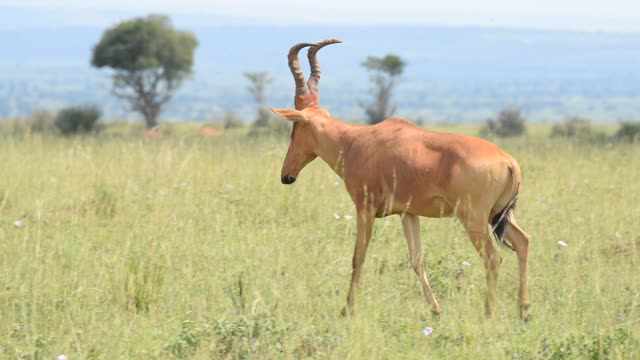 Hartebeest Pair In Grassland