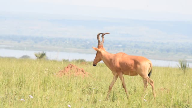 Lelwel Hartebeest Walking Savanna