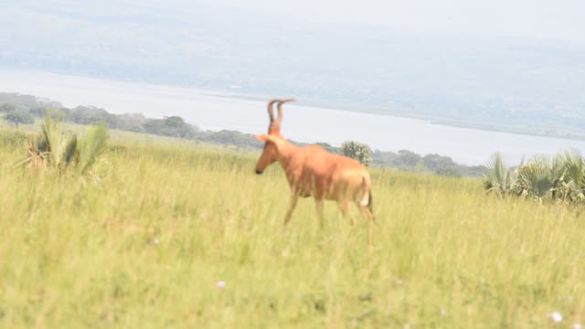 Hartebeest Pair In Grassland
