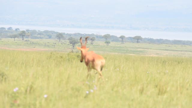 Lelwel Hartebeest Walking Savanna