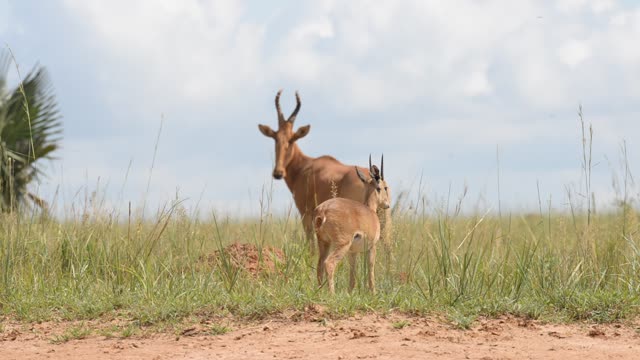 Hartebeest Pair In Grassland