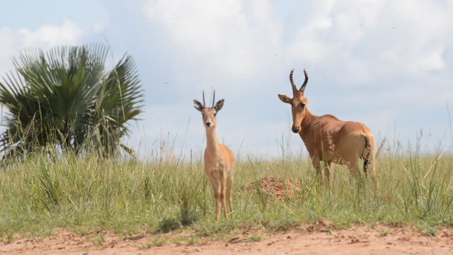 Lelwel Hartebeest Walking Savanna
