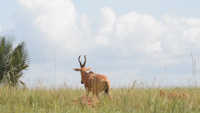 Hartebeest Pair In Grassland