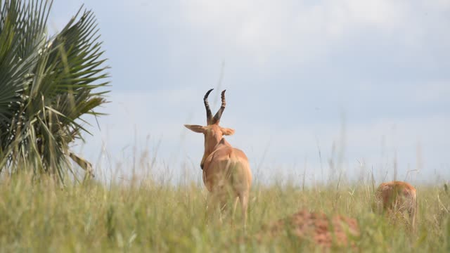 Lelwel Hartebeest Walking Savanna