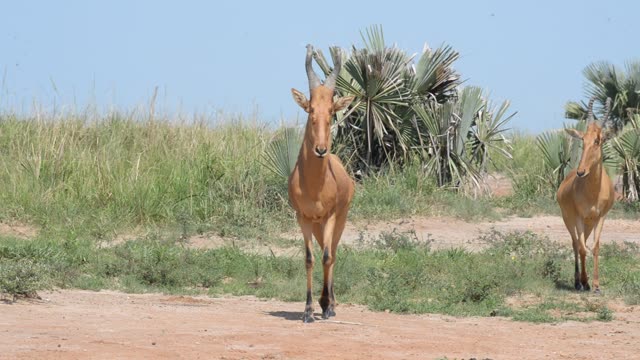 Hartebeest Pair In Grassland