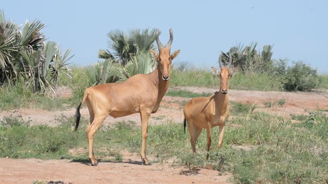 Lelwel Hartebeest Walking Savanna