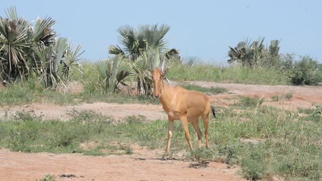 Hartebeest Pair In Grassland