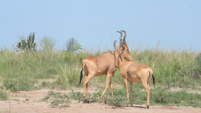 Lelwel Hartebeest Walking Savanna