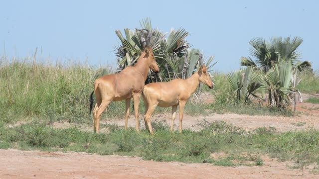 Hartebeest Pair In Grassland