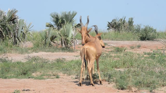 Lelwel Hartebeest Walking Savanna