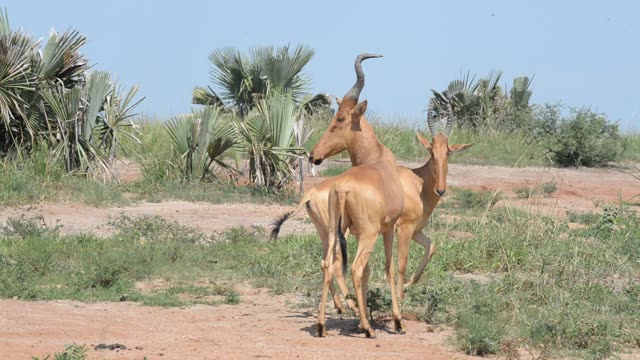 Hartebeest Pair In Grassland