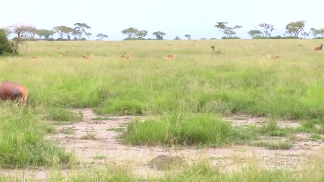Topi Grazing In Wetland